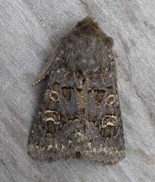 Image of hedge rustic