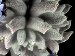 Image of Salvia chionopeplica Epling