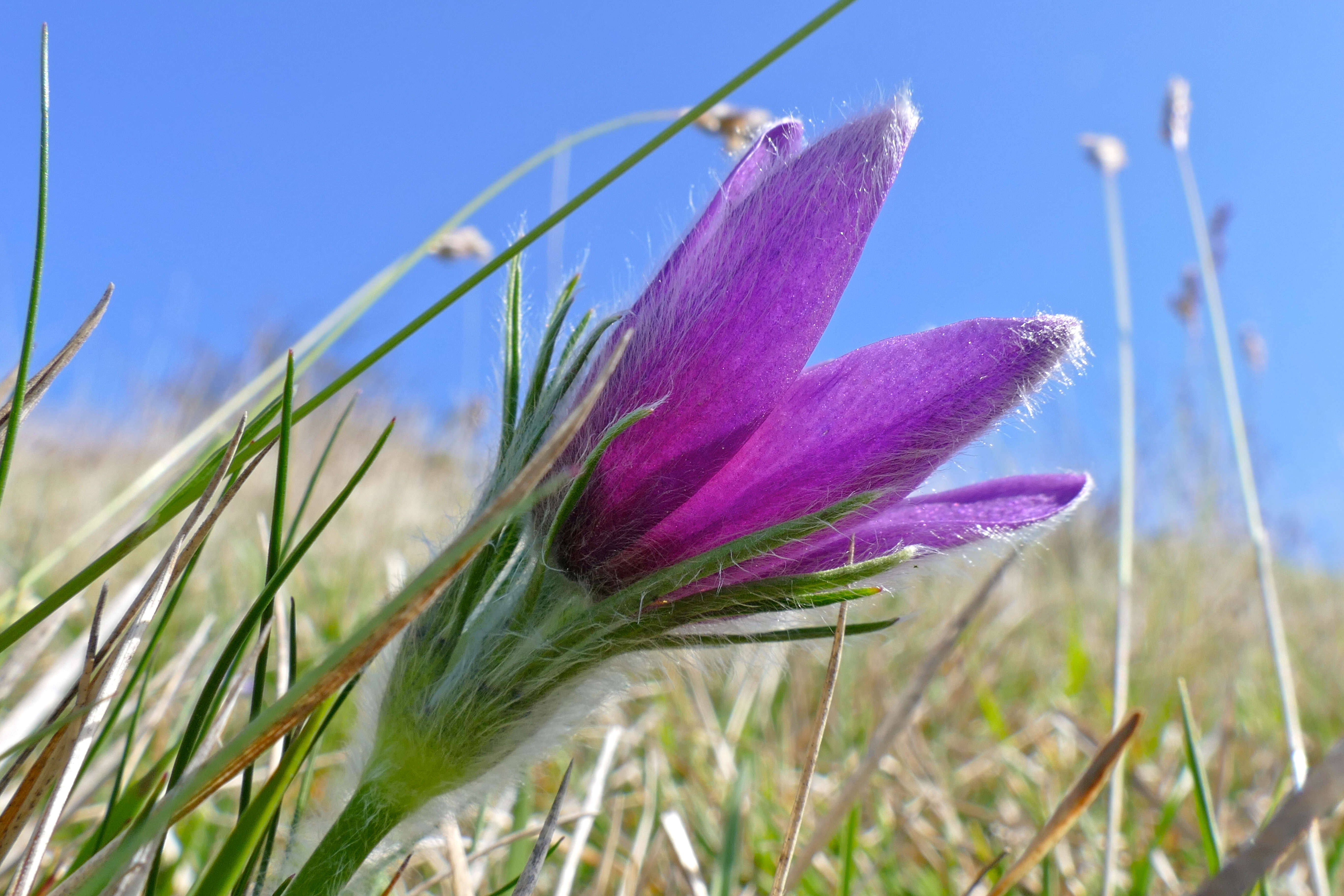 Image of pasqueflower