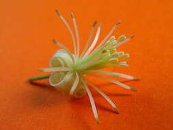 Image of Clematis brasiliana DC.