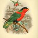 Image of Collared Lory