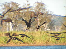 Image of Grass Whistling Duck