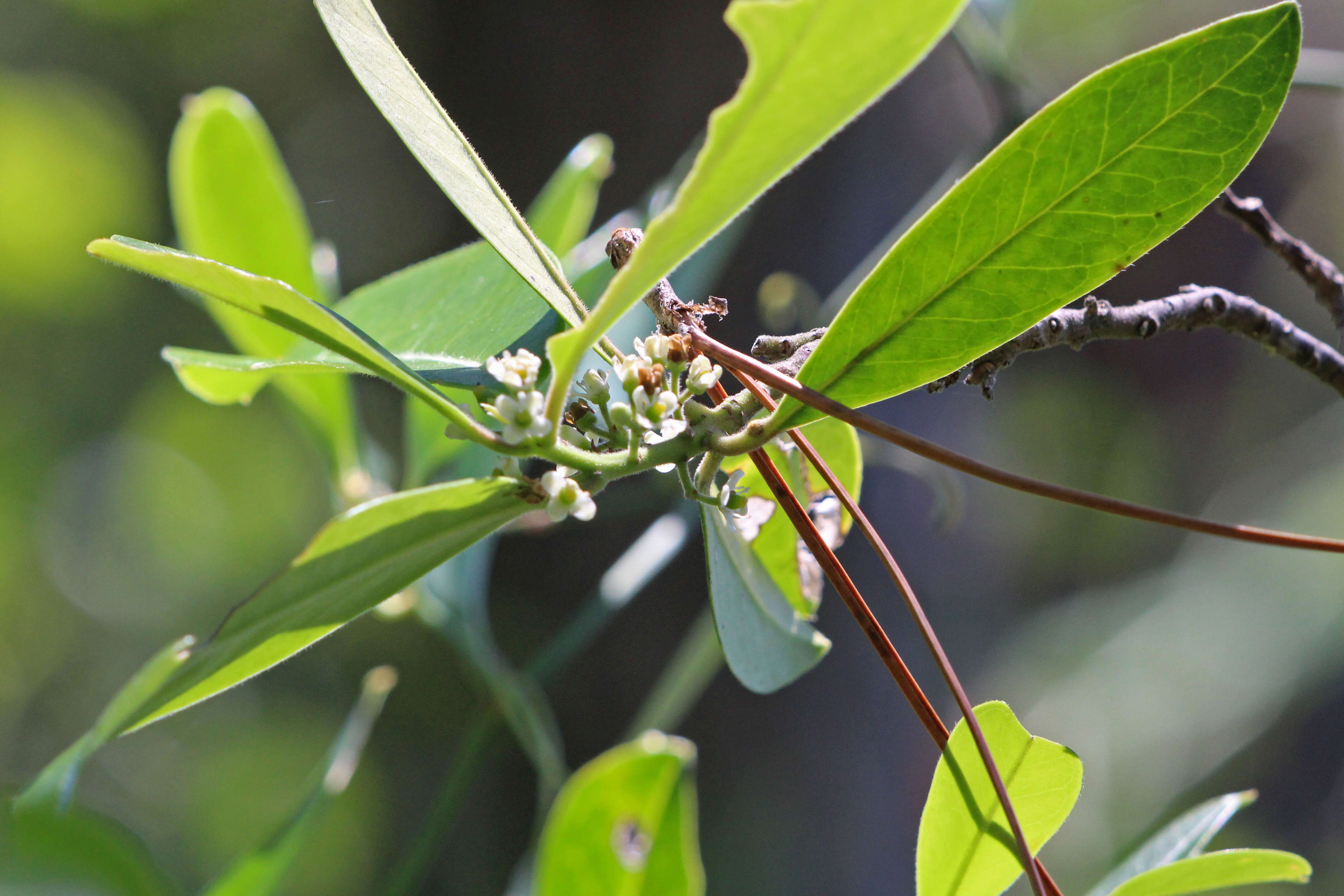 Ilex cassine L. resmi