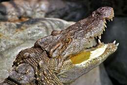 Image of crocodiles