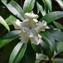 Image de Brunfelsia undulata Sw.