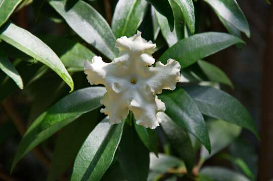 Image de Brunfelsia