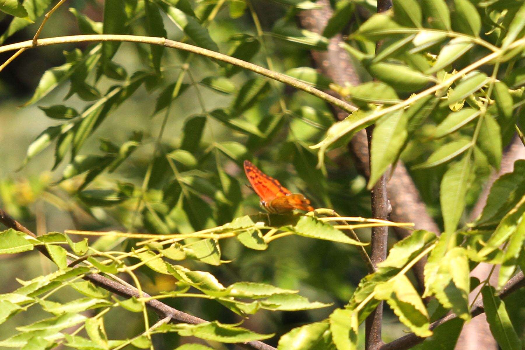 Imagem de Charaxes lasti Grose-Smith 1889