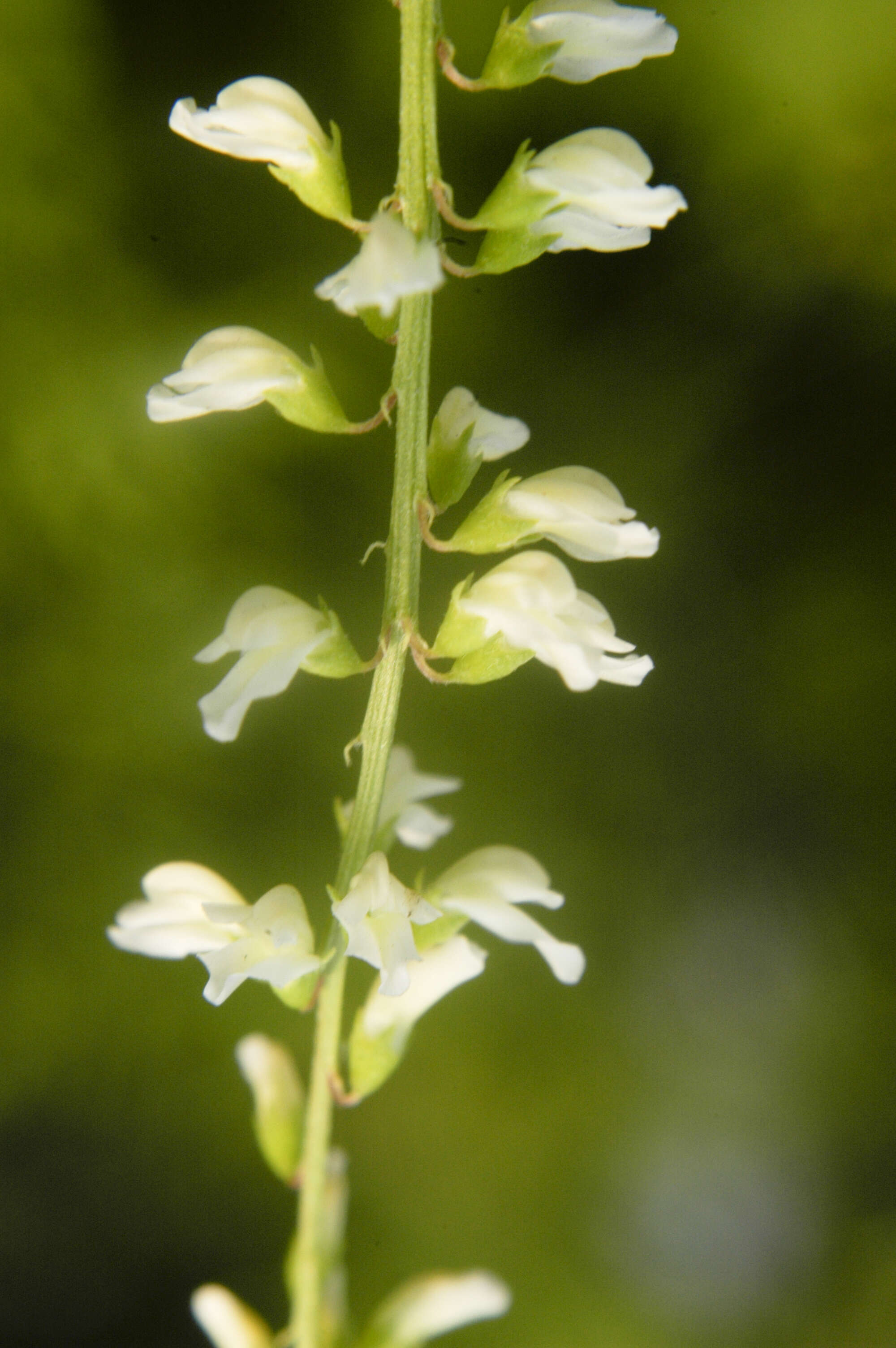 Image of Melilotus alba