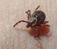 Image of American dog tick