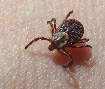 Image of American dog tick