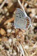 Plancia ëd Plebejus acmon (Westwood (1852))