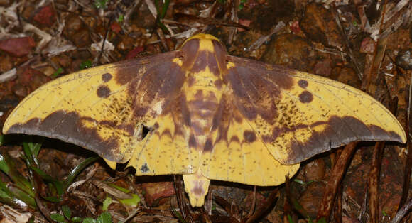 Image of Eacles imperialis cacicus (Boisduval 1868)