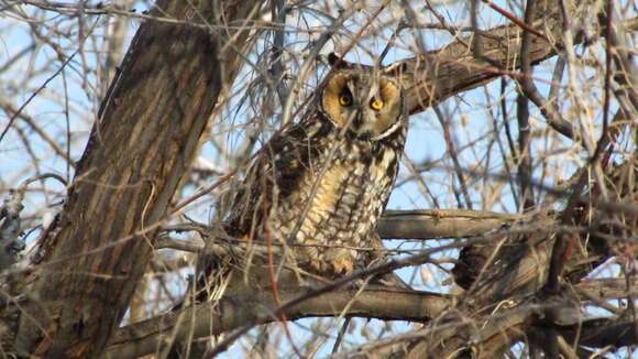 Image of Long-eared Owl