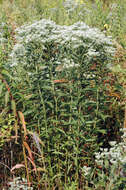 Image of Hemp-agrimony