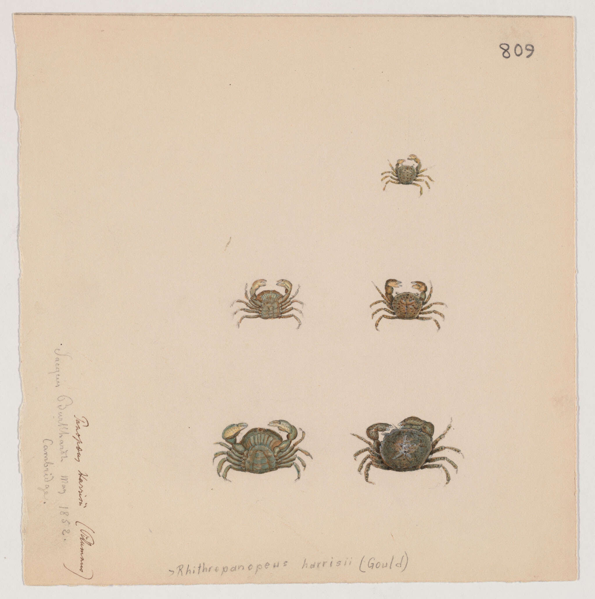 Image of Xanthoidea MacLeay 1838