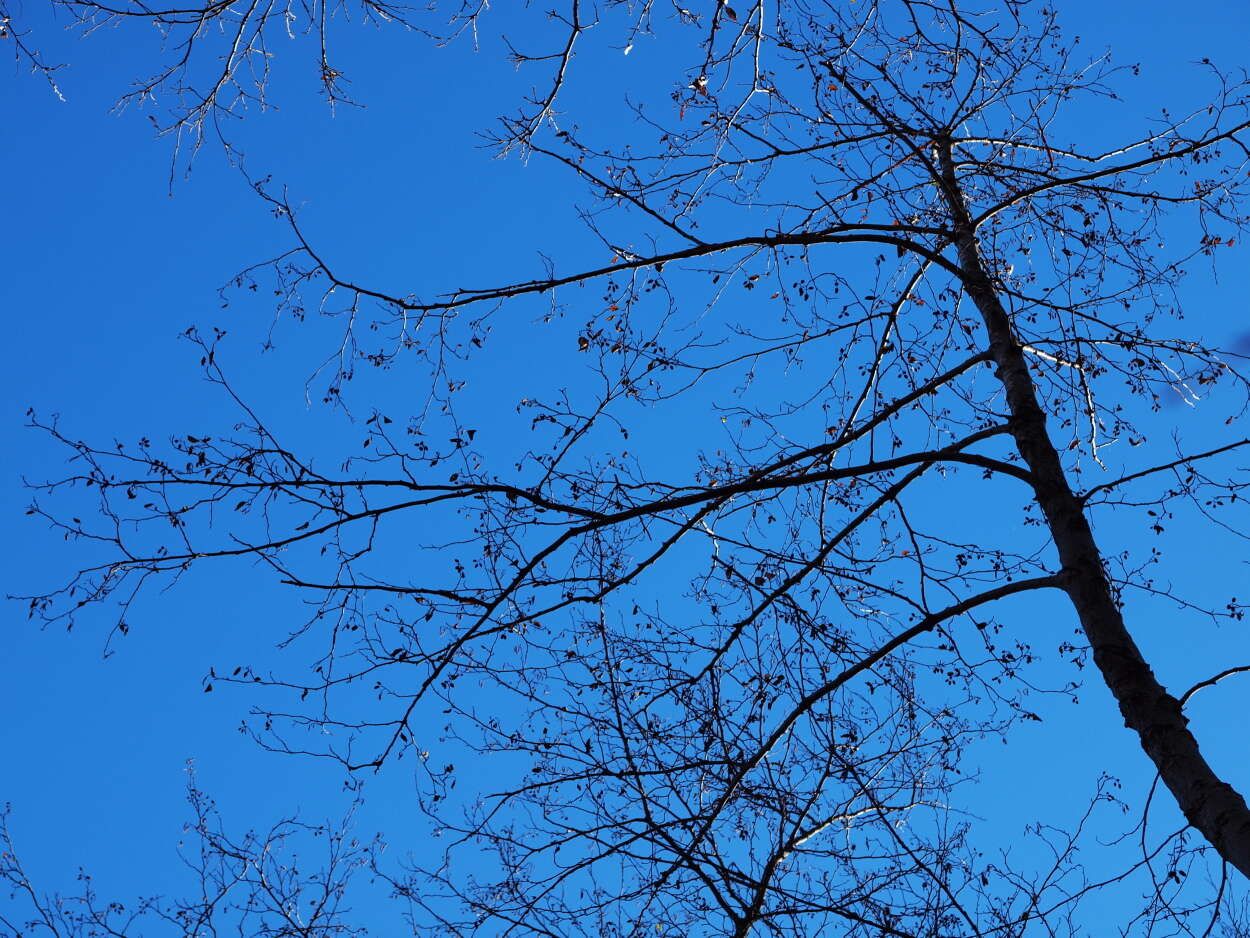 Image of European alder