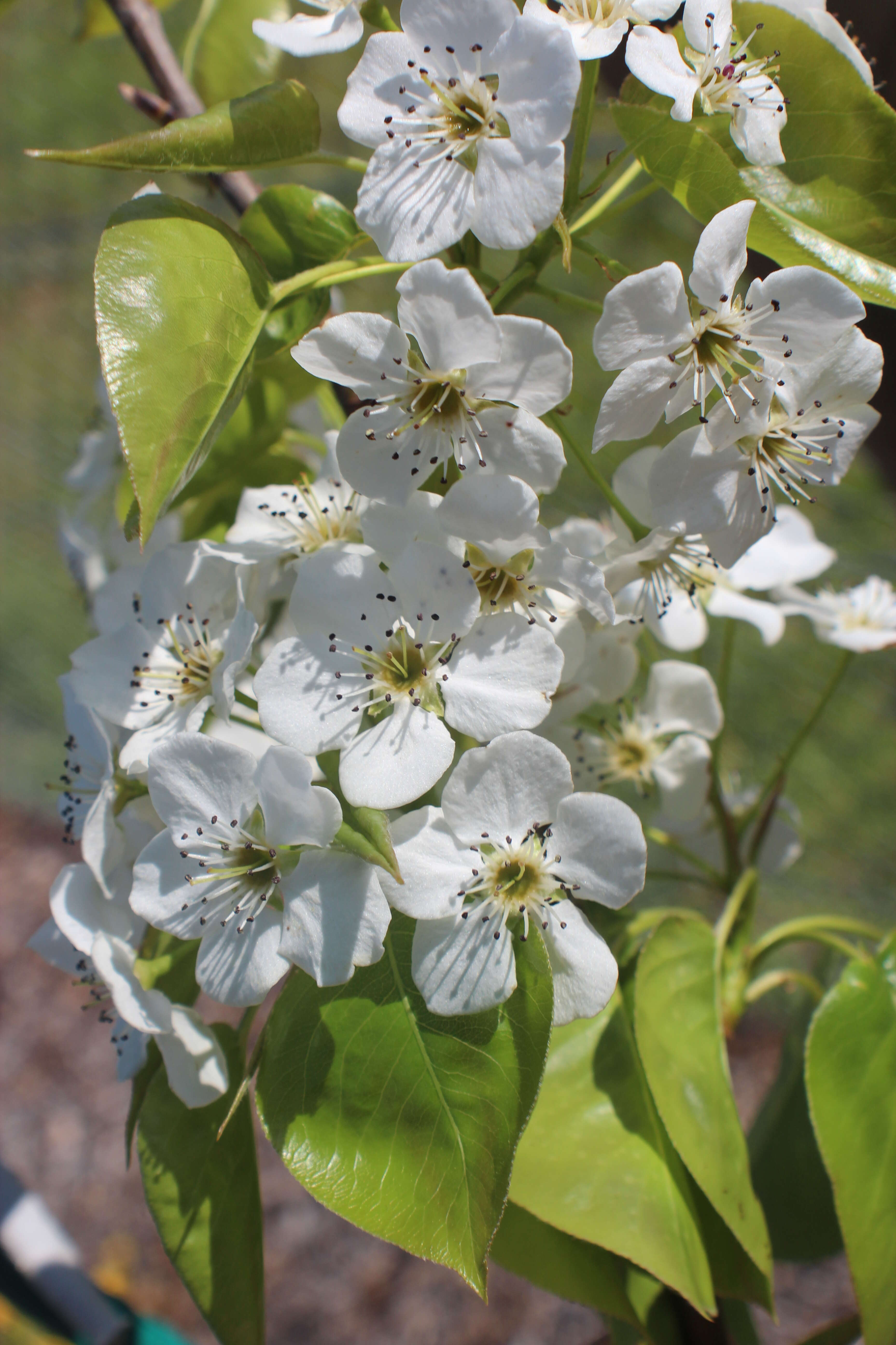 Image of pear