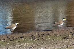 Image of Masked Lapwing