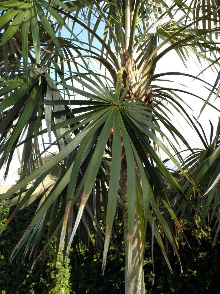 Image of Florida silver palm