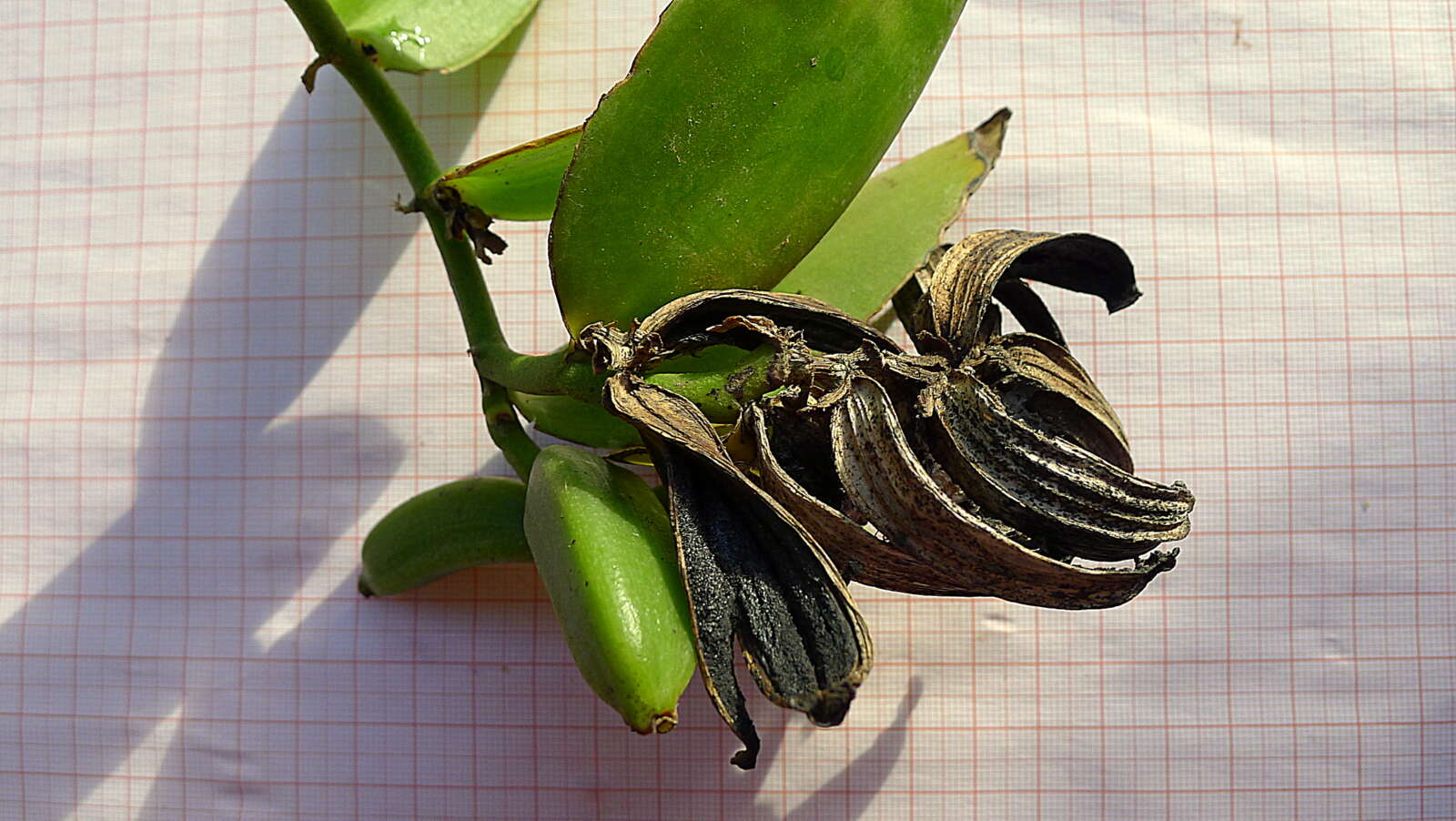 Image of Vanilla palmarum (Salzm. ex Lindl.) Lindl.