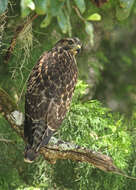 Image of Buteo Lacépède 1799