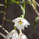 Imagem de Dendrobium cunninghamii Lindl.