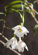 Image de Dendrobium cunninghamii Lindl.