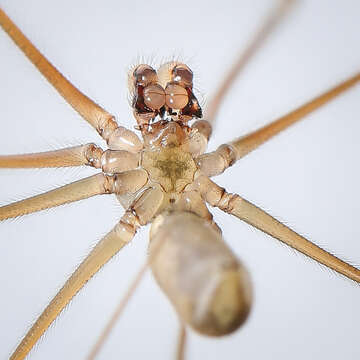 Image of Long-bodied Cellar Spider