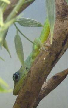 Image of Barbados anole