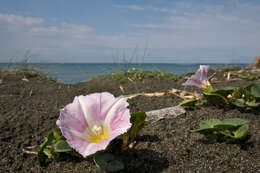 Image of Calystegia