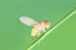 Image of fruit fly