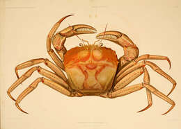 Image of deepsea crabs