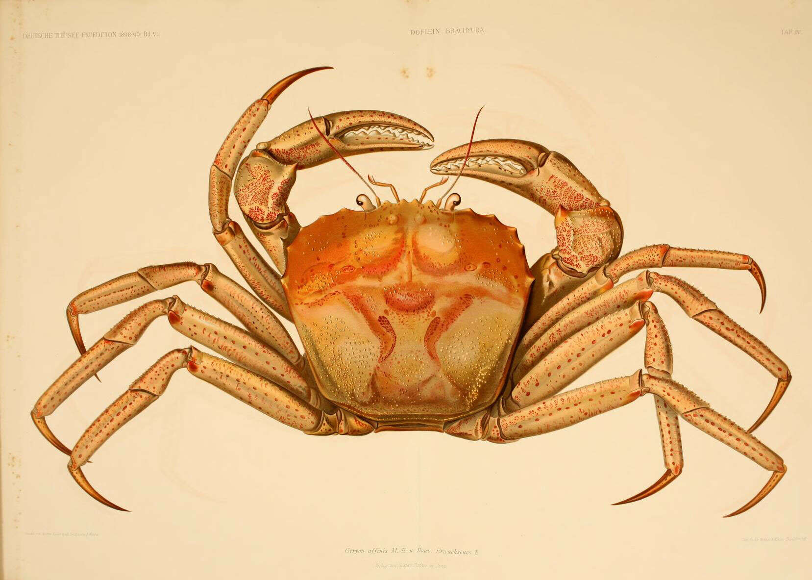 Golden Deepsea Crab, Chaceon fenneri - SDV