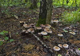 Image de Psathyrella