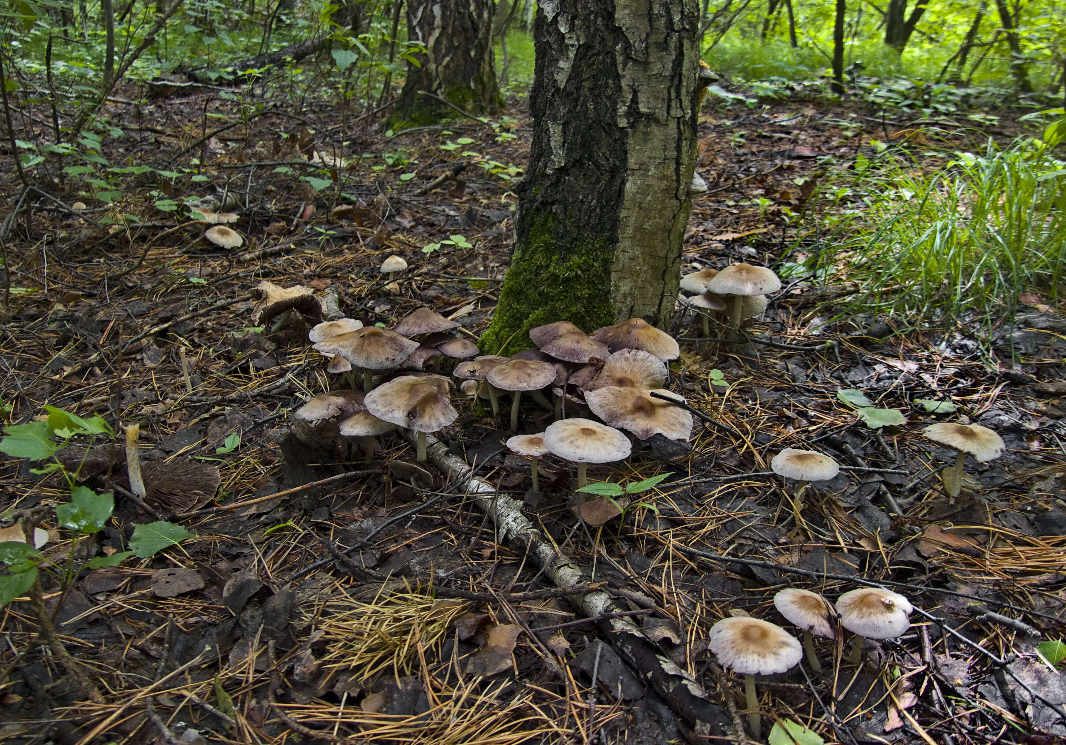 Image de Psathyrella