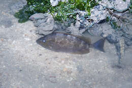 Image of Blue-spotted spinefoot