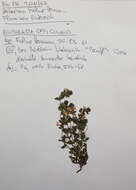 Imagem de Euphrasia officinalis L.