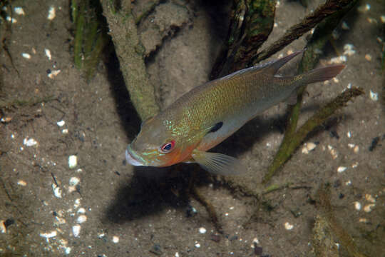 Image of Redbreast Sunfish