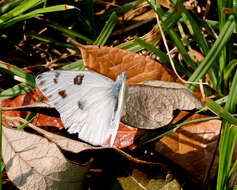 Image of Checkered White