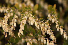 Image of leatherleaf