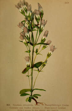 Image of autumn dwarf gentian