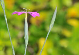 Image of Dianthus lusitanus Brot.