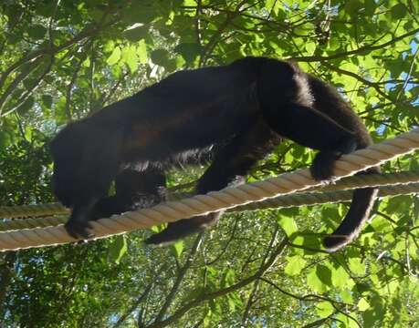 Imagem de Alouatta caraya (Humboldt 1812)