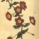 Image of Lysimachia monellii subsp. linifolia (L.) Peruzzi