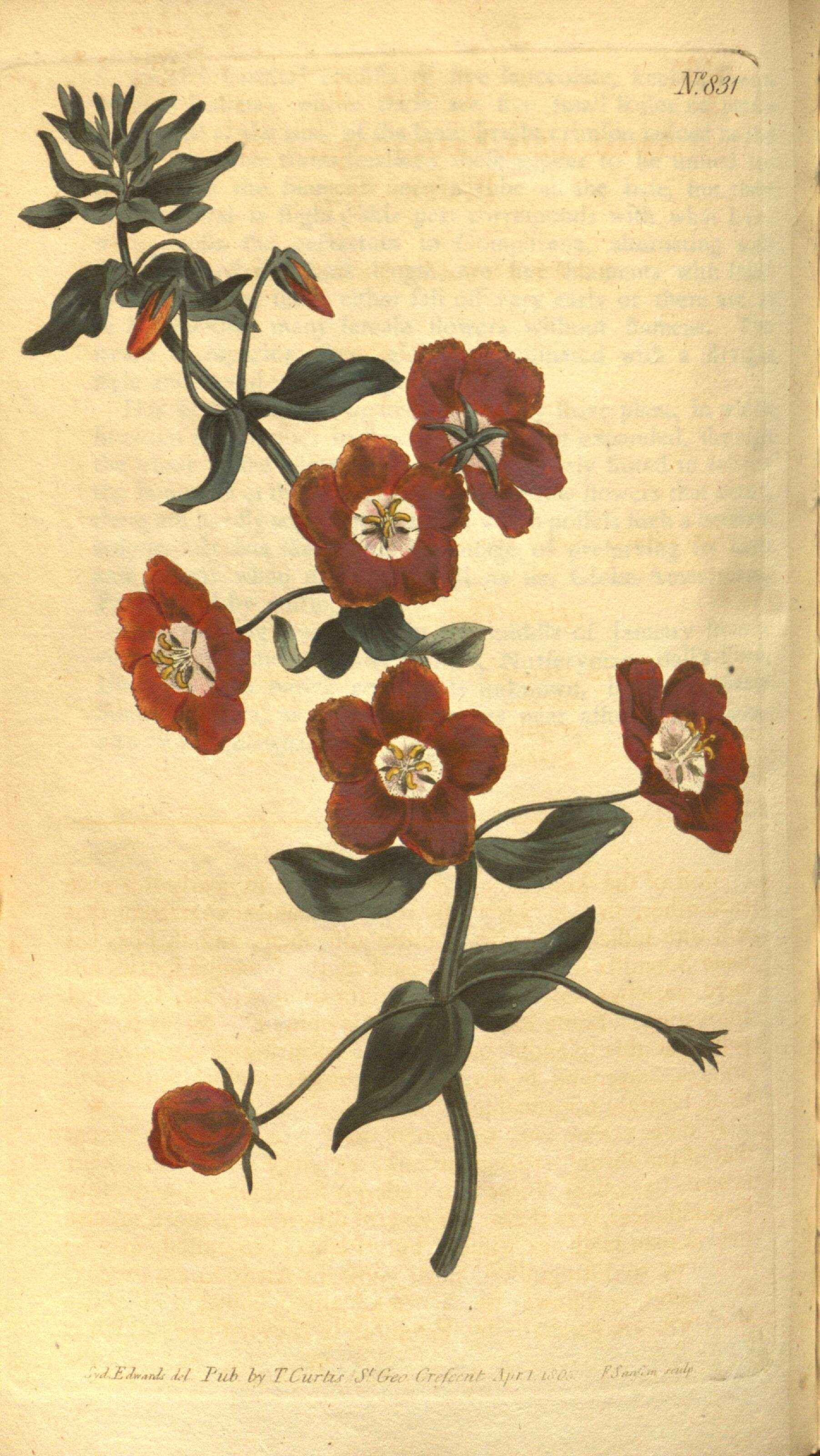 Image of Lysimachia monellii (L.) U. Manns & Anderb.