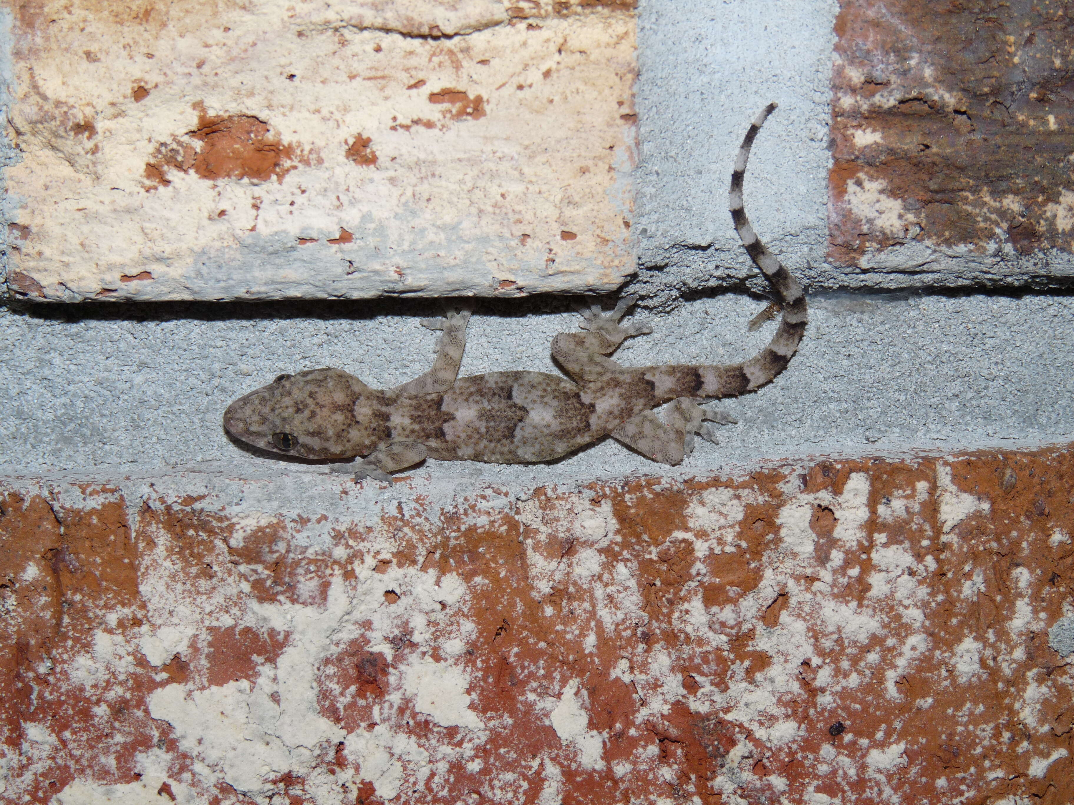 Image of Elba Gecko