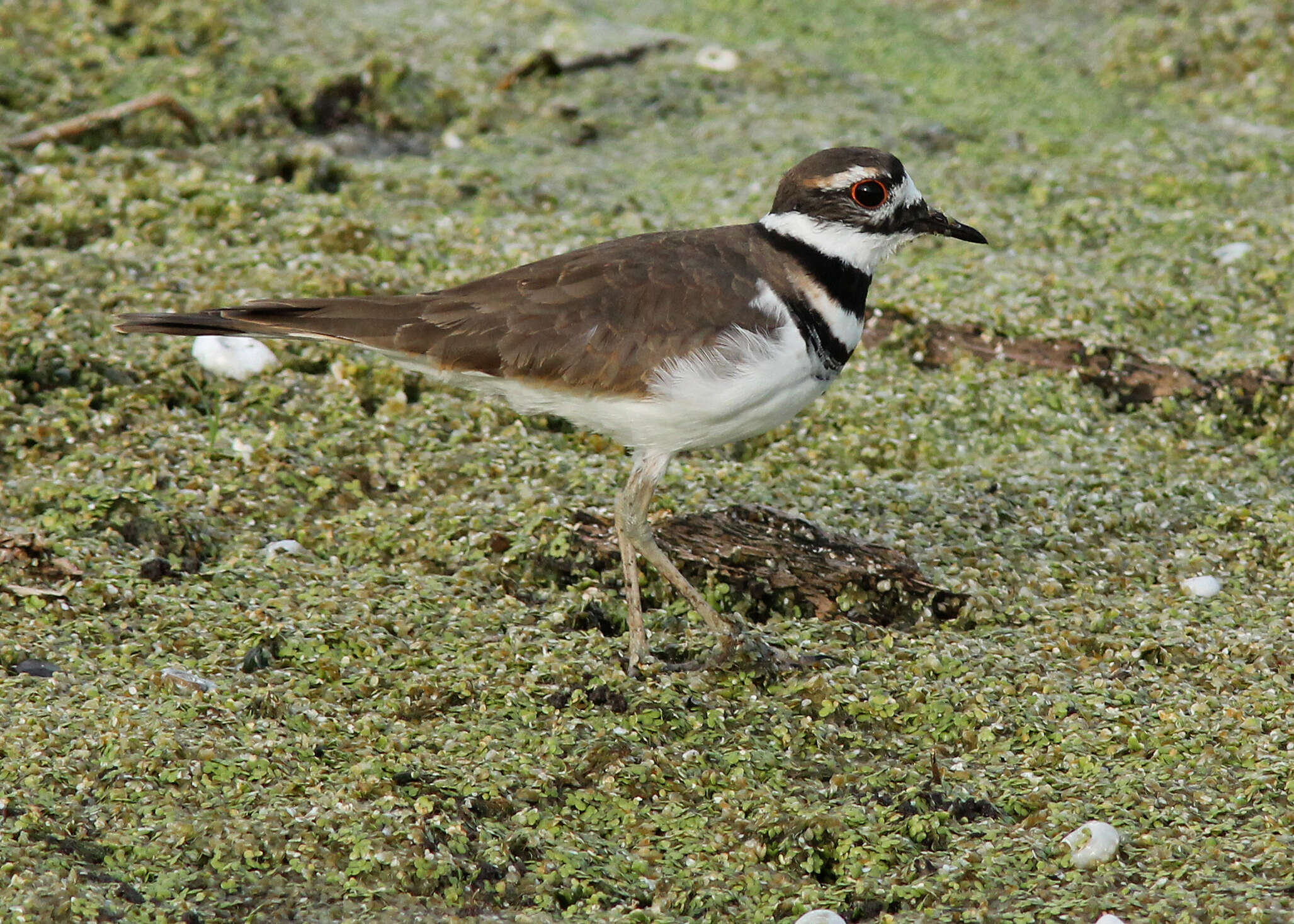 Image of Charadrius Linnaeus 1758