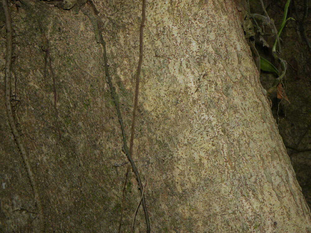 Image of Panama tree