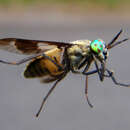 Image of Horse-fly