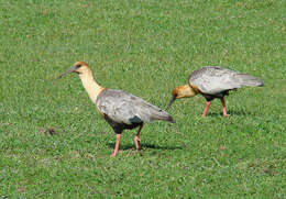 Image of Black-faced Ibis